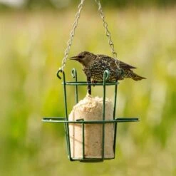 Peanut Cake Tube Hi-Protein For Starling (1 Litre)