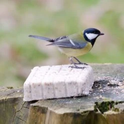 Peanut Cake Squares - Bundle Of 14 -Bird Supply Store 10077 2 1 2