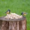 Hi-Energy Mealworm Treats -Bird Supply Store 10079 2 1
