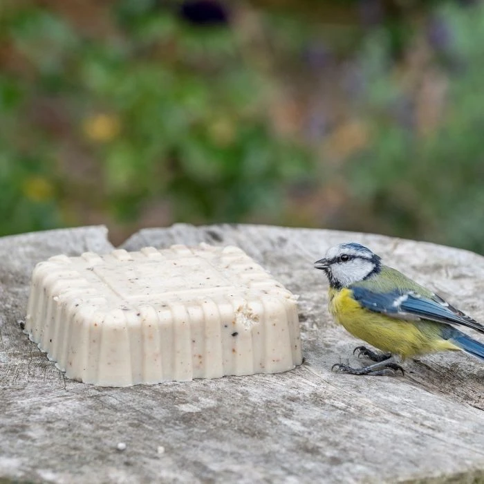 Peanut Cake Square Original 3 Peanut Cake Square Original