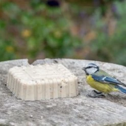 Peanut Cake Squares - Bundle Of 7 -Bird Supply Store 10082 original peanut cake jvg 0156 5 1