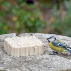 Peanut Cake Squares - Bundle Of 4 -Bird Supply Store 10082 original peanut cake jvg 0156 5 1 2 1