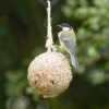 Giant Fat Ball On A Rope - Insects -Bird Supply Store 10097 2 1