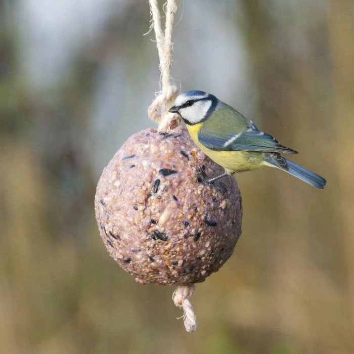 Giant Fat Ball On A Rope - Berries 5 Giant Fat Ball On A Rope - Berries - Image 3