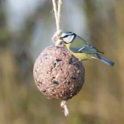 Giant Fat Ball On A Rope - Berries