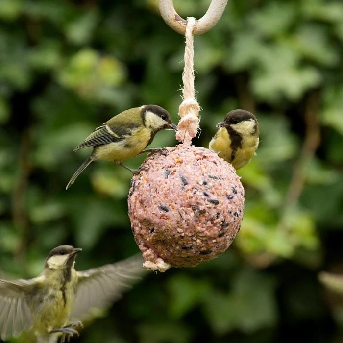 Giant Fat Ball On A Rope - Berries 4 Giant Fat Ball On A Rope - Berries - Image 2
