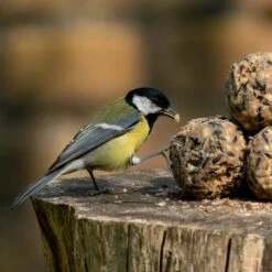 National Trust Ultimate Fat Balls 30 Pack -Bird Supply Store 10276 5 1
