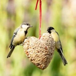 Peanut & Sunflower Heart -Bird Supply Store 10289 2