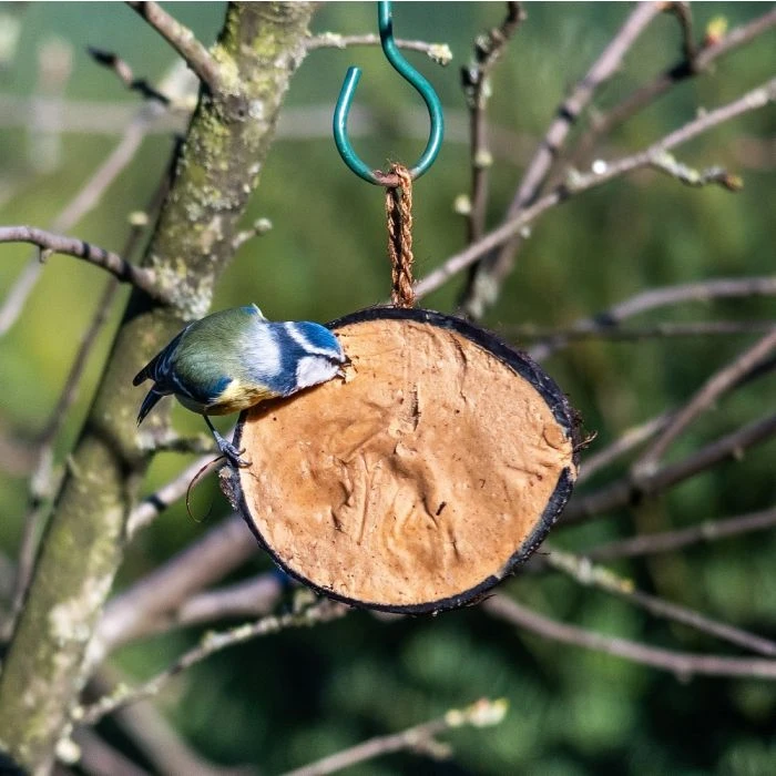 Half Coconut With Protein Rich Peanut Butter 3 Half Coconut With Protein Rich Peanut Butter