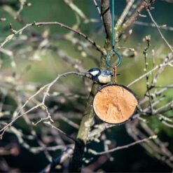 Half Coconut With Protein Rich Peanut Butter 9 Half Coconut With Protein Rich Peanut Butter -Bird Supply Store 115360119 half coconut sw low res 4437