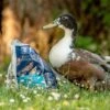 CJ Wildlife Duck & Swan Food -Bird Supply Store 160050119 duck swan food