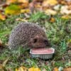 Organic Pate For Hedgehogs (100g) 1 Organic Pate For Hedgehogs (100g) -Bird Supply Store 190130119 organic pate for hedgehogs egel hedgehog low res 2975