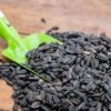 Black Sunflower Seeds - Bird Food -Bird Supply Store 230050119 jvg 1943