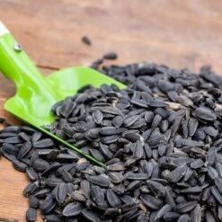 Black Sunflower Seeds - Bird Food