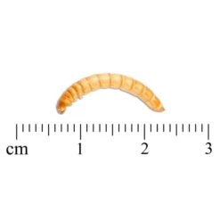 Freeze-Dried Mealworms (100g) - Bird Food -Bird Supply Store 28033 3