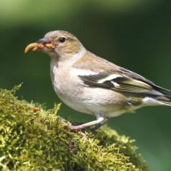 Dried Mealworms - Bird Food -Bird Supply Store 28090 3