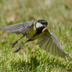 Dried Mealworms - Bird Food -Bird Supply Store 28090 8