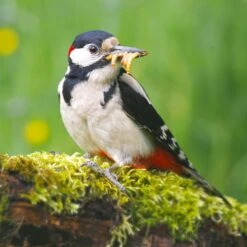 Dried Mealworms - Bird Food -Bird Supply Store 28100 5