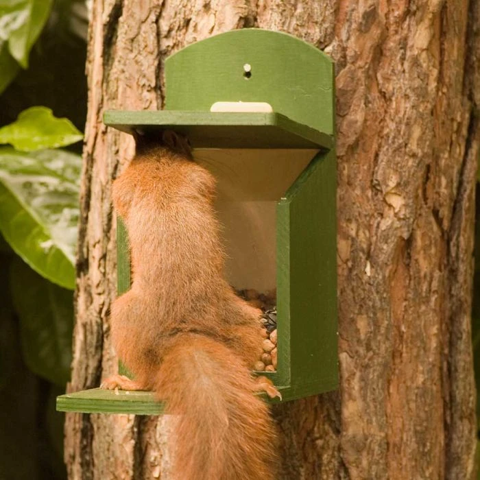 Alberni Squirrel Feeder 5 Alberni Squirrel Feeder - Image 3