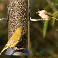 Organic Black Sunflower Seeds 2.5kg - Bird Food -Bird Supply Store 33023 23005 2