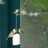 BirdSwing Window Peanut Cake Feeder -Bird Supply Store 350451