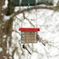 Sydney Peanut Cake Feeder -Bird Supply Store 351370120 5