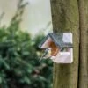 Kotka Peanut Butter Feeder -Bird Supply Store 351830119 110240119 protein rich peanut butter kokta peanut butter feeder sw low res 8777