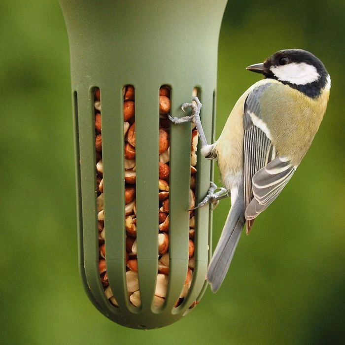 SingingFriend Max Peanut Feeder (Green) 4 SingingFriend Max Peanut Feeder (Green) - Image 2