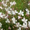 Gaura Lindheimeri 'Whirling Butterflies' (4 X 11cm Pots) -Bird Supply Store 67044 1 1