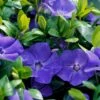 Dwarf Periwinkle 'Vinca Minor' (8 X 9cm Pots) 2 Dwarf Periwinkle 'Vinca Minor' (8 X 9cm Pots) -Bird Supply Store 67057 moh 29825 1