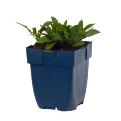 Michaelmas Daisy 'Aster Professor Anton Kippenberg' (4 X 11cm Pots) -Bird Supply Store 671760120 aster prof a kippenberg studio 1