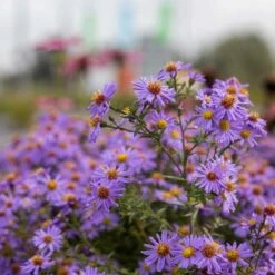 Michaelmas Daisy 'Aster Professor Anton Kippenberg' (4 X 11cm Pots) -Bird Supply Store 671760120 aster professor anton kippenberg 01 1