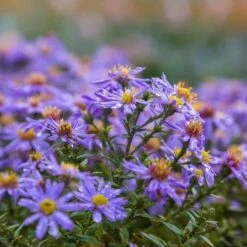 Michaelmas Daisy 'Aster Professor Anton Kippenberg' (4 X 11cm Pots)