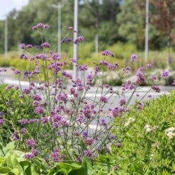 Iron Hard 'Lollipop Verbena Bonariensis' (4 X 11cm Pots) 7 Iron Hard 'Lollipop Verbena Bonariensis' (4 X 11cm Pots) -Bird Supply Store 671780120 verbena bonariensis lollipop 03 1