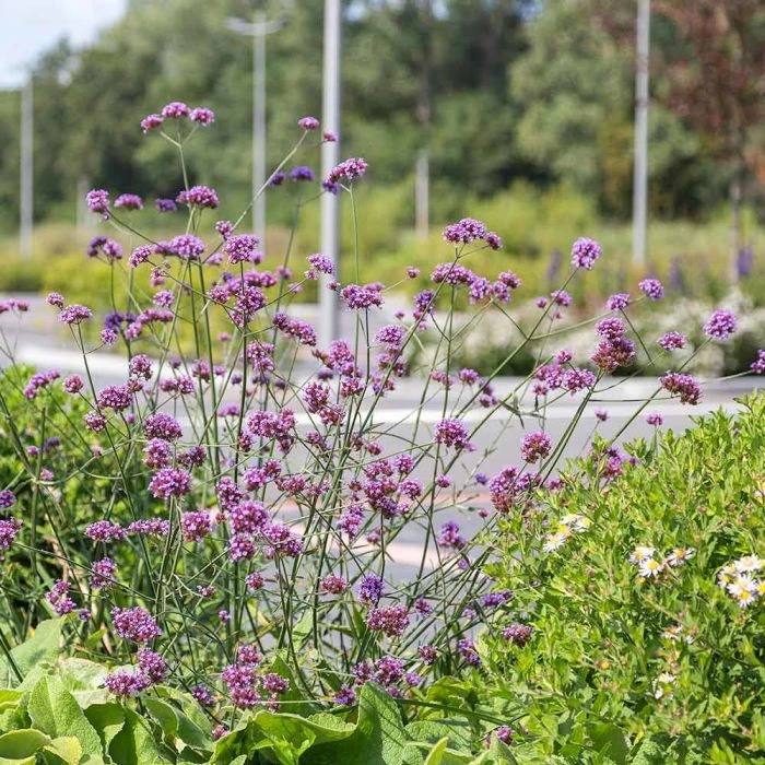 Iron Hard 'Lollipop Verbena Bonariensis' (4 X 11cm Pots) 5 Iron Hard 'Lollipop Verbena Bonariensis' (4 X 11cm Pots) - Image 3
