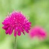Red Scabious 'Knautia Macedonica' (8 X 9cm Pots) -Bird Supply Store 80028 1 1