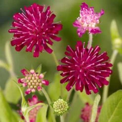 Red Scabious 'Knautia Macedonica' (8 X 9cm Pots) -Bird Supply Store 80028 4 1