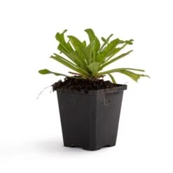 Red Scabious 'Knautia Macedonica' (8 X 9cm Pots) -Bird Supply Store 800280120 rode beemdkroon dv 5917 1 1