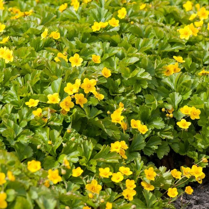 Barren Strawberry 'Waldsteinia Ternata' (8 X 9cm Pots) 5 Barren Strawberry 'Waldsteinia Ternata' (8 X 9cm Pots) - Image 3