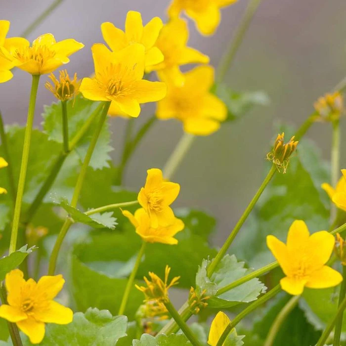 Barren Strawberry 'Waldsteinia Ternata' (8 X 9cm Pots) 4 Barren Strawberry 'Waldsteinia Ternata' (8 X 9cm Pots) - Image 2