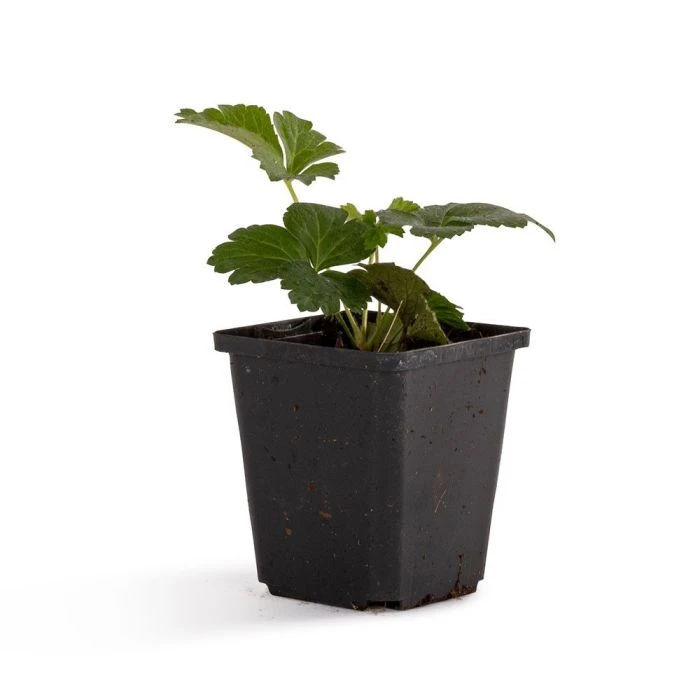 Barren Strawberry 'Waldsteinia Ternata' (8 X 9cm Pots) 7 Barren Strawberry 'Waldsteinia Ternata' (8 X 9cm Pots) - Image 5
