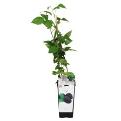 Blackberry Rubus 'Black Satin' (11cm Pot) -Bird Supply Store 80054 1 2