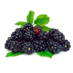 Blackberry Rubus 'Black Satin' (11cm Pot) -Bird Supply Store 80054 2