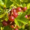 Ribes Red Gooseberry 'Hinnonmaki Red' (11cm Pot) 1 Ribes Red Gooseberry 'Hinnonmaki Red' (11cm Pot) -Bird Supply Store 80058 1