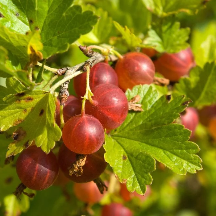 Ribes Red Gooseberry 'Hinnonmaki Red' (11cm Pot) 3 Ribes Red Gooseberry 'Hinnonmaki Red' (11cm Pot)