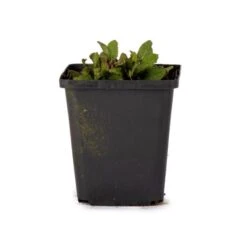 Wild Sage Salvia Nemorosa 'Ostfriesland' (8 X 9cm Pots) -Bird Supply Store 800683