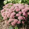 Autumn Joy 'Sedum Hybride Herbstfreude' (8 X 9cm Pots) -Bird Supply Store 80069 1 1