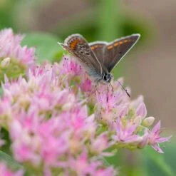 Sedum Spectabile 'Brillant' (8 X 9cm Pots)