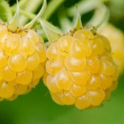 Fruit Garden -Bird Supply Store 80116 2 1