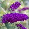 Buddleja Davidii 'African Queen' (14cm Pot) -Bird Supply Store 80135 moh 0815 2202